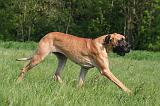 DOGUE ALLEMAND 517